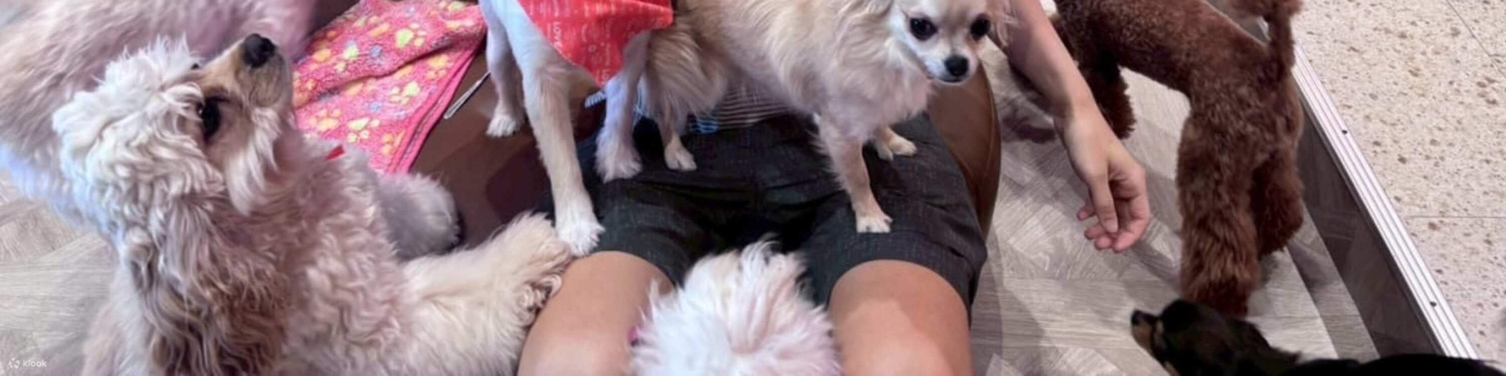 Play with Dogs at Dog Cafe Rio Kyoto[Dog Cafe Rio Kyoto] - Klook